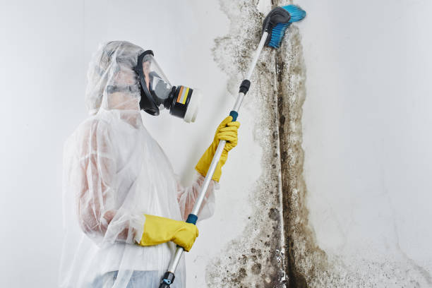 Best Same-Day Mold Removal  in Christiansburg, VA
