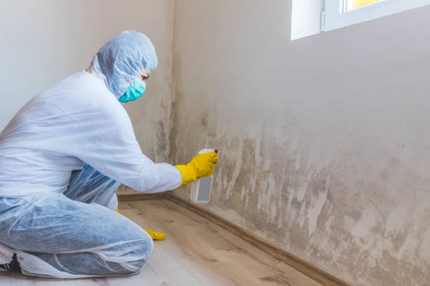 Best Professional Mold Removal  in Christiansburg, VA