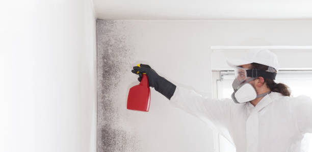 Best Fast Mold Removal  in Christiansburg, VA