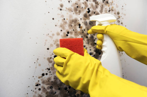 Best Mold Cleaning Services  in Christiansburg, VA