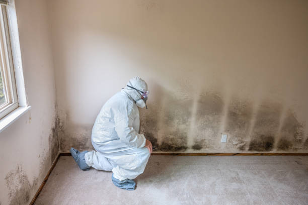 Best Mold Testing  in Christiansburg, VA