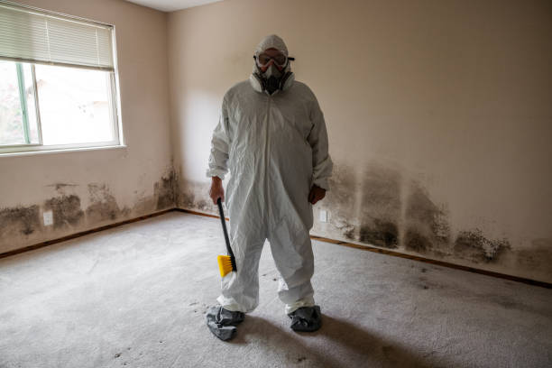 Best Best Mold Removal Companies  in Christiansburg, VA