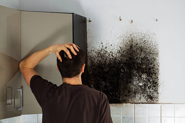 Best Mold Removal and Inspection  in Christiansburg, VA