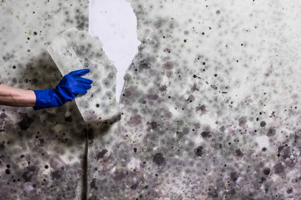 Best Mold Removal Near Me  in Christiansburg, VA